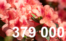 Rhododendrons et azalees
